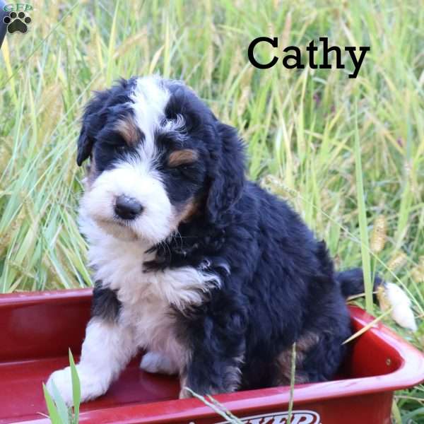 Cathy, Bernedoodle Puppy